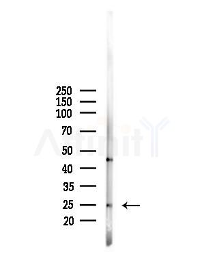 FAM3C Antibody - Western blot analysis of lysates from Mouse liver, using FAM3C Antibody at 1/1000 dilution.