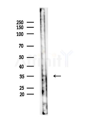 GGPS1 Antibody - Western blot analysis of lysates from Mouse testis, using GGPS1 Antibody at 1/1000 dilution.