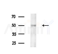HMG20A Antibody - Western blot analysis of extracts from Mouse brain, using HMG20A Antibody at 1/1000 dilution.