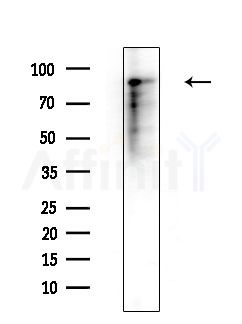 HPS4 Antibody - Western blot analysis of extracts from HepG2 cells(LPS, 4h treatment), using HPS4 Antibody at 1/1000 dilution.
