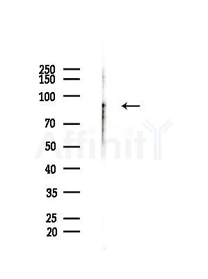 HPS4 Antibody - Western blot analysis of lysates from HepG2 cells(LPS, 4h treatment), using HPS4 Antibody at 1/1000 dilution.