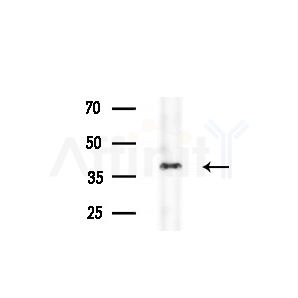 ICMT Antibody - Western blot analysis of extracts from Mouse brain, using ICMT Antibody at 1/1000 dilution.