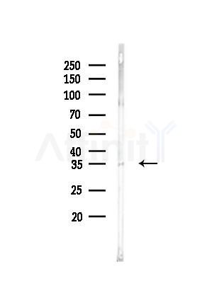 ICMT Antibody - Western blot analysis of lysates from Mouse brain, using ICMT Antibody at 1/1000 dilution.