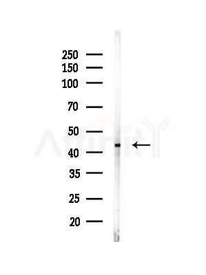 ID3 Antibody - Western blot analysis of lysates from Mouse brain, using ID3 Antibody at 1/1000 dilution.