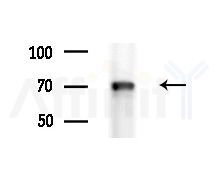 ISYNA1 Antibody - Western blot analysis of extracts from Mouse brain, using ISYNA1 Antibody at 1/1000 dilution.