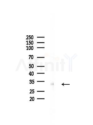 LDB3 Antibody - Western blot analysis of lysates from RAW264.