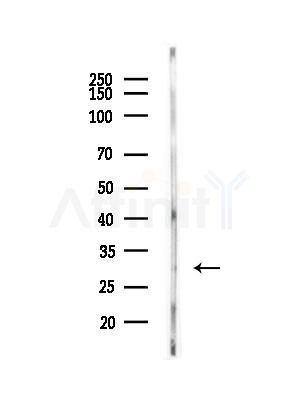 NCS1 Antibody - Western blot analysis of lysates from MDA-MB-231 cells(heat-shock, 45min treatment), using NCS1 Antibody at 1/1000 dilution.