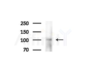 PPARGC1B Antibody - Western blot analysis of extracts from Raji cells(heat-shock treatment), using PPARGC1B Antibody at 1/1000 dilution.