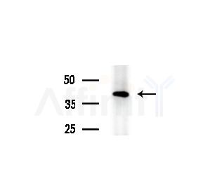 PRRT1 Antibody - Western blot analysis of extracts from Mouse brain, using PRRT1 Antibody at 1/1000 dilution.
