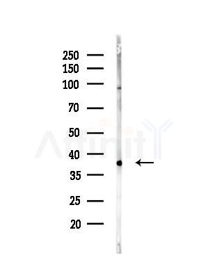 PRRT1 Antibody - Western blot analysis of lysates from Mouse brain, using PRRT1 Antibody at 1/1000 dilution.