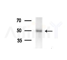 PTPRR Antibody - Western blot analysis of extracts from Mouse brain, using PTPRR Antibody at 1/1000 dilution.