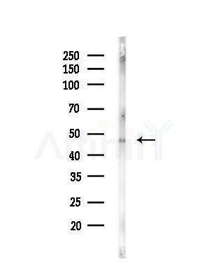PTPRR Antibody - Western blot analysis of lysates from Mouse brain, using PTPRR Antibody at 1/1000 dilution.