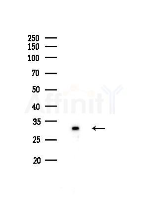 RGN/SMP30 Antibody - Western blot analysis of lysates from A375 cells(heat-shock,45min treatment), using RGN/SMP30 Antibody at 1/1000 dilution.