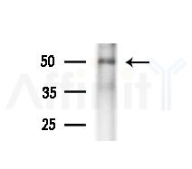 RIC8A Antibody - Western blot analysis of extracts from Rat liver, using RIC8A Antibody at 1/1000 dilution.