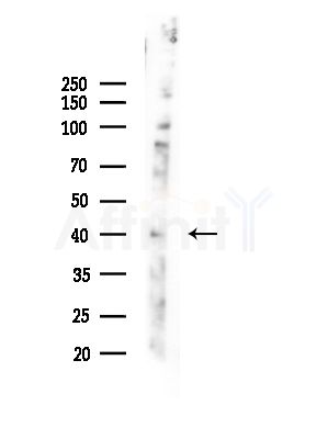 SPATA22 Antibody - Western blot analysis of lysates from Hela cells(starvation,24h treatment), using SPATA22 Antibody at 1/1000 dilution.