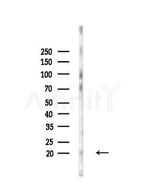 SUB1 Antibody - Western blot analysis of lysates from RAW264.