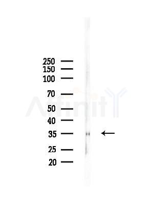 Syntaxin4 Antibody - Western blot analysis of lysates from RAW264.