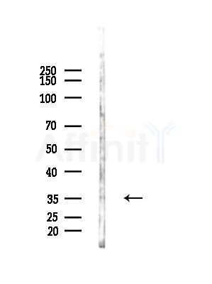Syntaxin7 Antibody - Western blot analysis of lysates from Rat brain, using Syntaxin7 Antibody at 1/1000 dilution.
