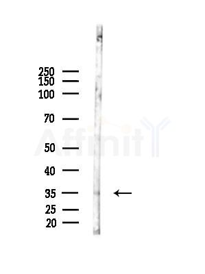 Syntaxin7 Antibody - Western blot analysis of lysates from Mouse testis, using Syntaxin7 Antibody at 1/1000 dilution.