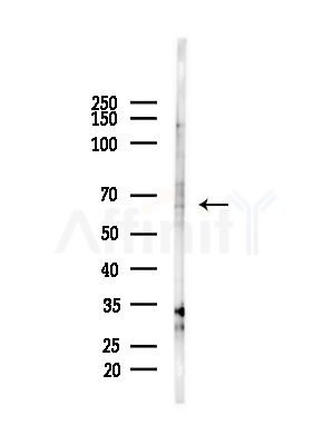 TDRKH Antibody - Western blot analysis of lysates from Rat brain, using TDRKH Antibody at 1/1000 dilution.