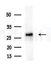 TESC Antibody - Western blot analysis of extracts from Mouse liver, using TESC Antibody at 1/1000 dilution.