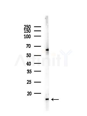 TIMM13 Antibody - Western blot analysis of lysates from Mouse liver, using TIMM13 Antibody at 1/1000 dilution.