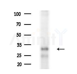 TMEM106B Antibody - Western blot analysis of extracts from HUVEC cells(starvation treatment), using TMEM106B Antibody at 1/1000 dilution.