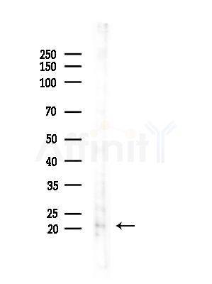 TMEM11 Antibody - Western blot analysis of lysates from Mouse testis, using TMEM11 Antibody at 1/1000 dilution.