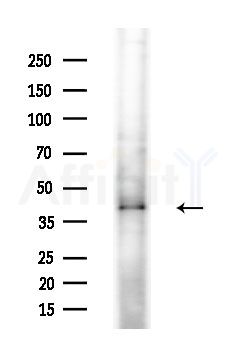 TSP50 Antibody - Western blot analysis of extracts from Mouse testis, using TSP50 Antibody at 1/1000 dilution.