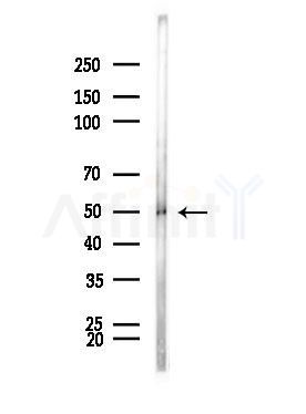 TSP50 Antibody - Western blot analysis of lysates from Mouse testis, using TSP50 Antibody at 1/1000 dilution.