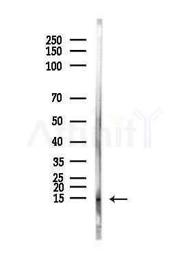 YPEL3 Antibody - Western blot analysis of lysates from Mouse testis, using YPEL3 Antibody at 1/1000 dilution.