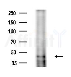 ADIPOR2 Antibody - Western blot analysis of extracts from Rat liver, using ADIPOR2 Antibody at 1/1000 dilution.