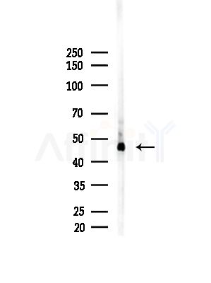 ALDH5A1 Antibody - Western blot analysis of lysates from Mouse liver, using ALDH5A1 Antibody at 1/1000 dilution.