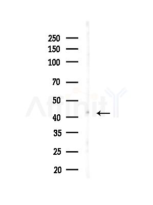 ARMC10 Antibody - Western blot analysis of lysates from B16F10-LUC cells(heat-shock,45min treatment), using ARMC10 Antibody at 1/1000 dilution.