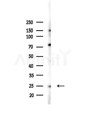 ARPC3 Antibody - Western blot analysis of lysates from Mouse liver, using ARPC3 Antibody at 1/1000 dilution.