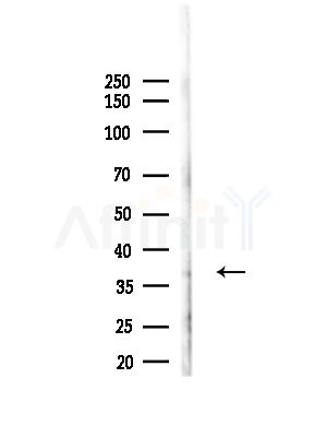 ASPA Antibody - Western blot analysis of lysates from Mouse liver, using ASPA Antibody at 1/1000 dilution.