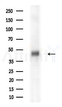 ATP1B2 Antibody - Western blot analysis of extracts from Rat brain, using ATP1B2 Antibody at 1/1000 dilution.
