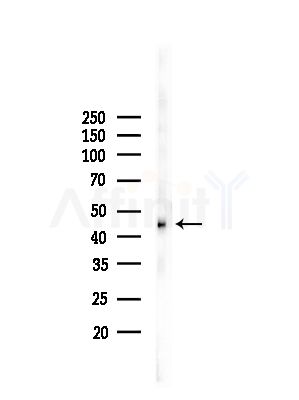 ATP1B2 Antibody - Western blot analysis of lysates from Rat brain, using ATP1B2 Antibody at 1/1000 dilution.