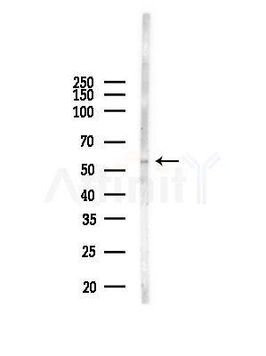 BANP Antibody - Western blot analysis of lysates from Mouse liver, using BANP Antibody at 1/1000 dilution.
