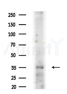 BHLHE22 Antibody - Western blot analysis of extracts from HUVEC cells(starvation treatment), using BHLHE22 Antibody at 1/1000 dilution.