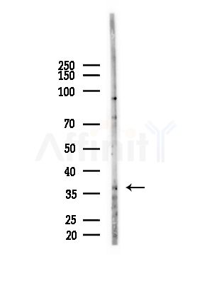 BHLHE22 Antibody - Western blot analysis of lysates from HUVEC cells(starvation,24h treatment), using BHLHE22 Antibody at 1/1000 dilution.