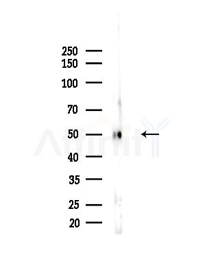 C13orf18 Antibody - Western blot analysis of lysates from Mouse liver, using C13orf18 Antibody at 1/1000 dilution.