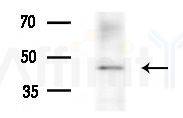 C14orf39 Antibody - Western blot analysis of extracts from HepG2 cells(starvation treatment), using C14orf39 Antibody at 1/1000 dilution.
