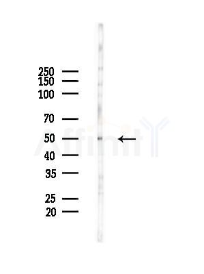 C14orf39 Antibody - Western blot analysis of lysates from HepG2 cells(starvation treatment), using C14orf39 Antibody at 1/1000 dilution.
