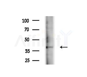 C5orf4 Antibody - Western blot analysis of extracts from Mouse liver, using C5orf4 Antibody at 1/1000 dilution.