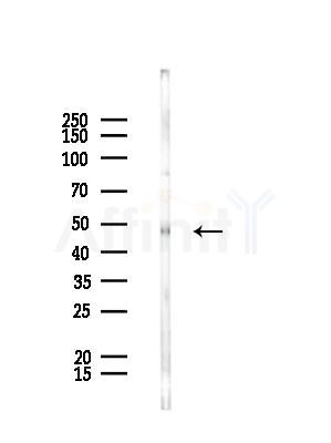 Calumenin Antibody - Western blot analysis of lysates from Rat testis, using Calumenin Antibody at 1/1000 dilution.