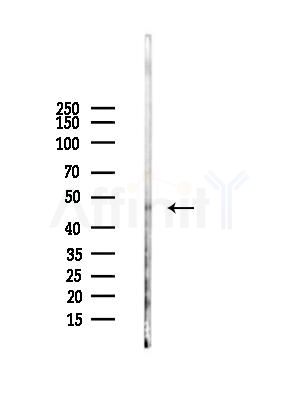Calumenin Antibody - Western blot analysis of lysates from Mouse brain, using Calumenin Antibody at 1/1000 dilution.