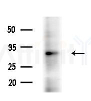 Cathepsin L Antibody - Western blot analysis of extracts from Rat brain, using Cathepsin L Antibody at 1/1000 dilution.