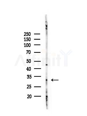 Cathepsin L Antibody - Western blot analysis of lysates from Rat brain, using Cathepsin L Antibody at 1/1000 dilution.