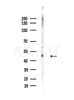 CCNI2 Antibody - Western blot analysis of lysates from LoVo cells(heat-shock,45min treatment), using CCNI2 Antibody at 1/1000 dilution.